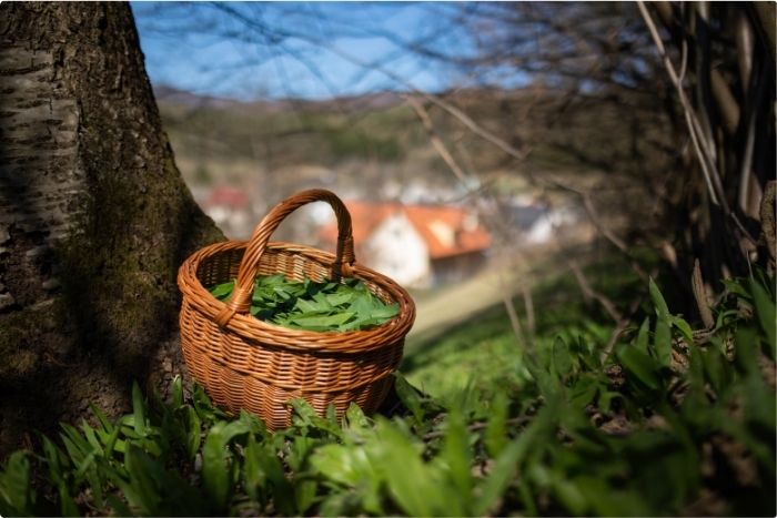 konvalinka-medvedi-cesnek (3)